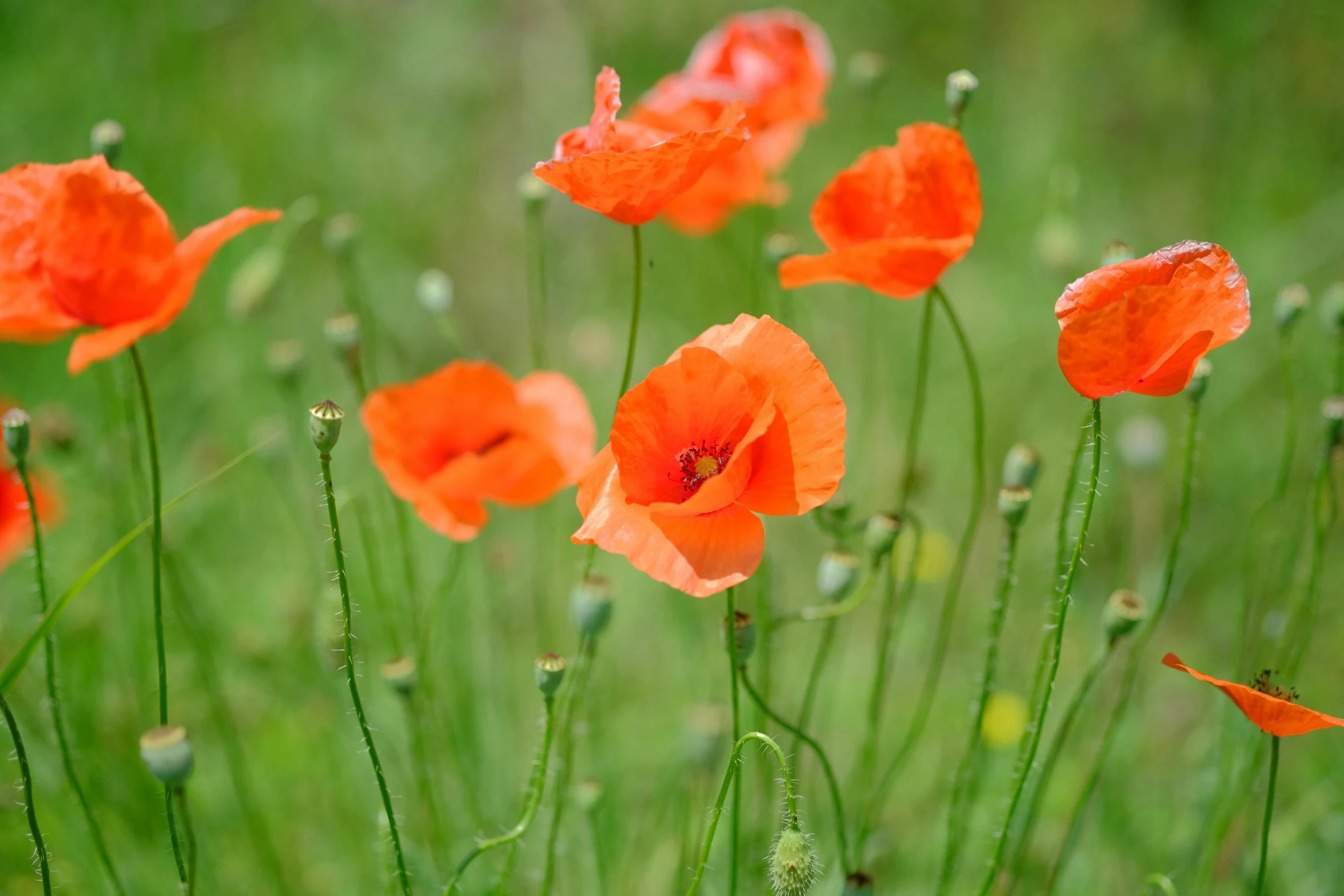 orange flowers are in the middle of green grass