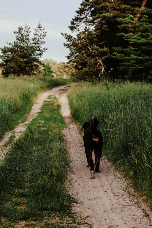a black dog walking on a dirt road in a grassy field