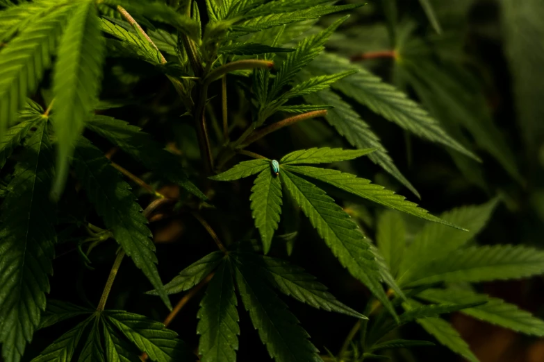 an image of some leafy green plants