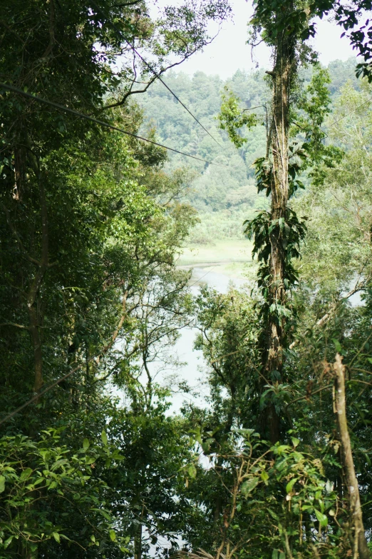 a river surrounded by trees and forest with grass