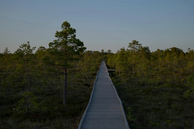 boardwalk leading to a pine forest at dusk