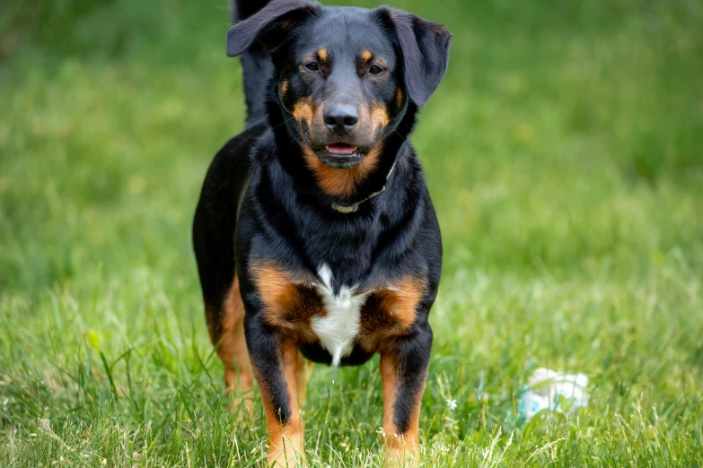 a dog in grass looking up at the camera