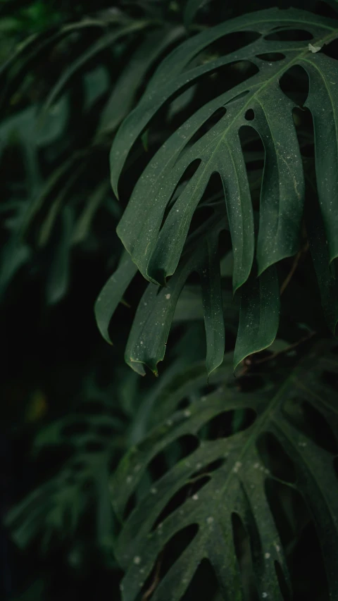 tropical leaves, on a black and white background