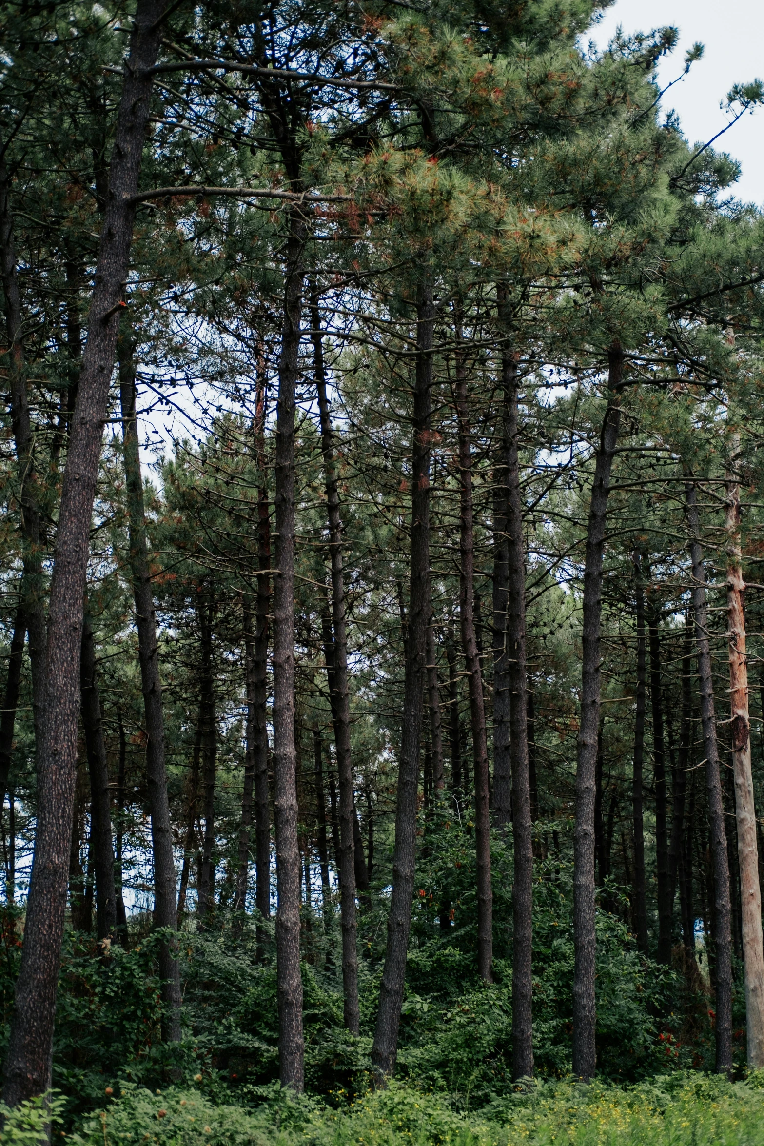 the group of trees has been tall enough to walk in