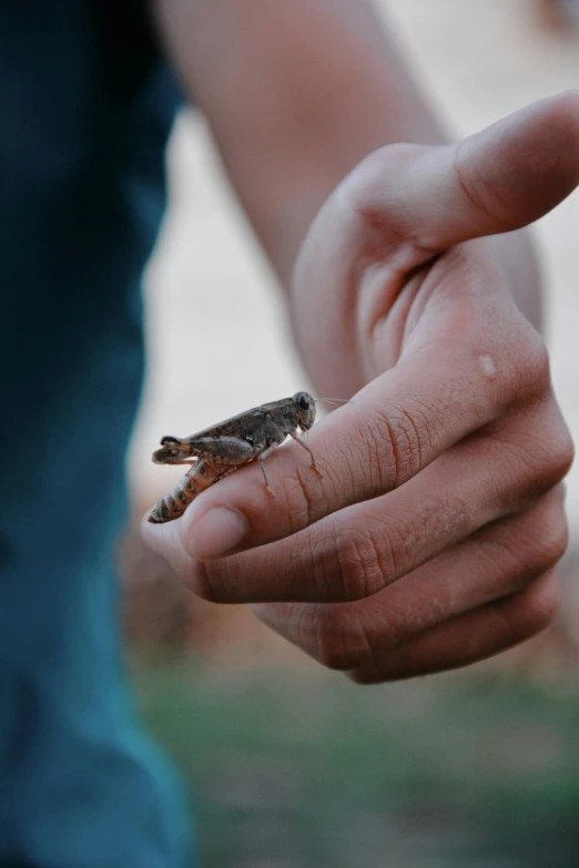 a man holding a little insect in his hands