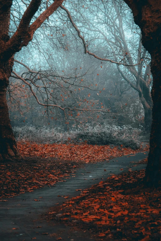 the leaves fall on the ground near trees