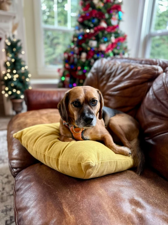 a dog on a cushion sitting in front of a christmas tree