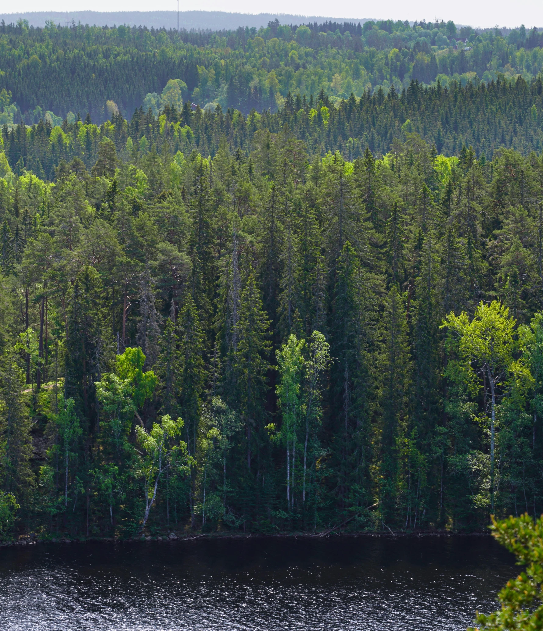 a beautiful view of some trees in the woods