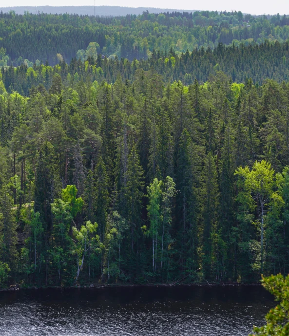 a beautiful view of some trees in the woods