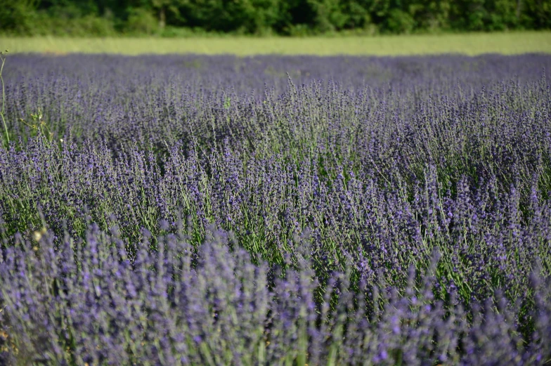 several lavender flowers in a field next to trees