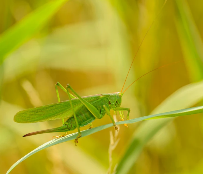 a green grasshopper on top of a leaf