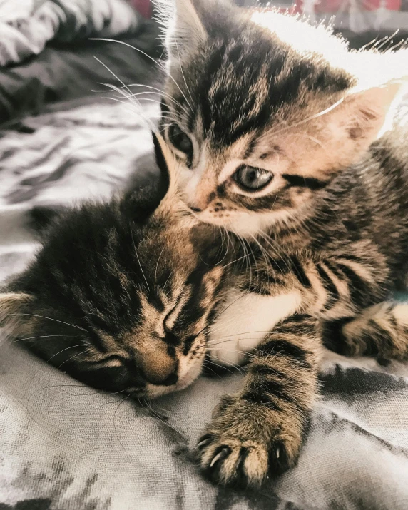 two cats cuddle on a bed, one of them is rubbing it's paws