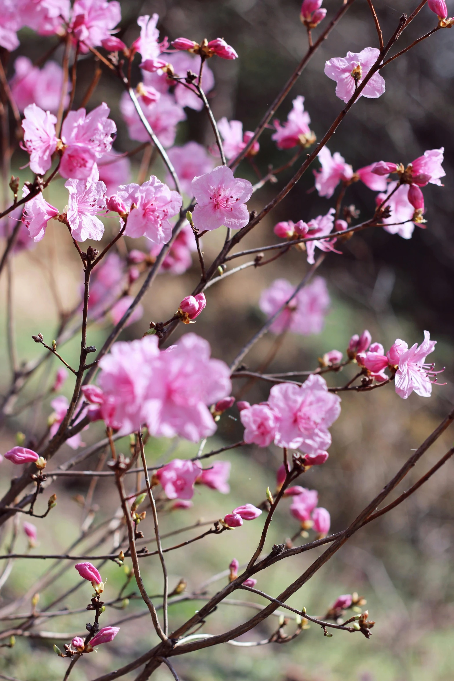 a close up of flowers on a tree