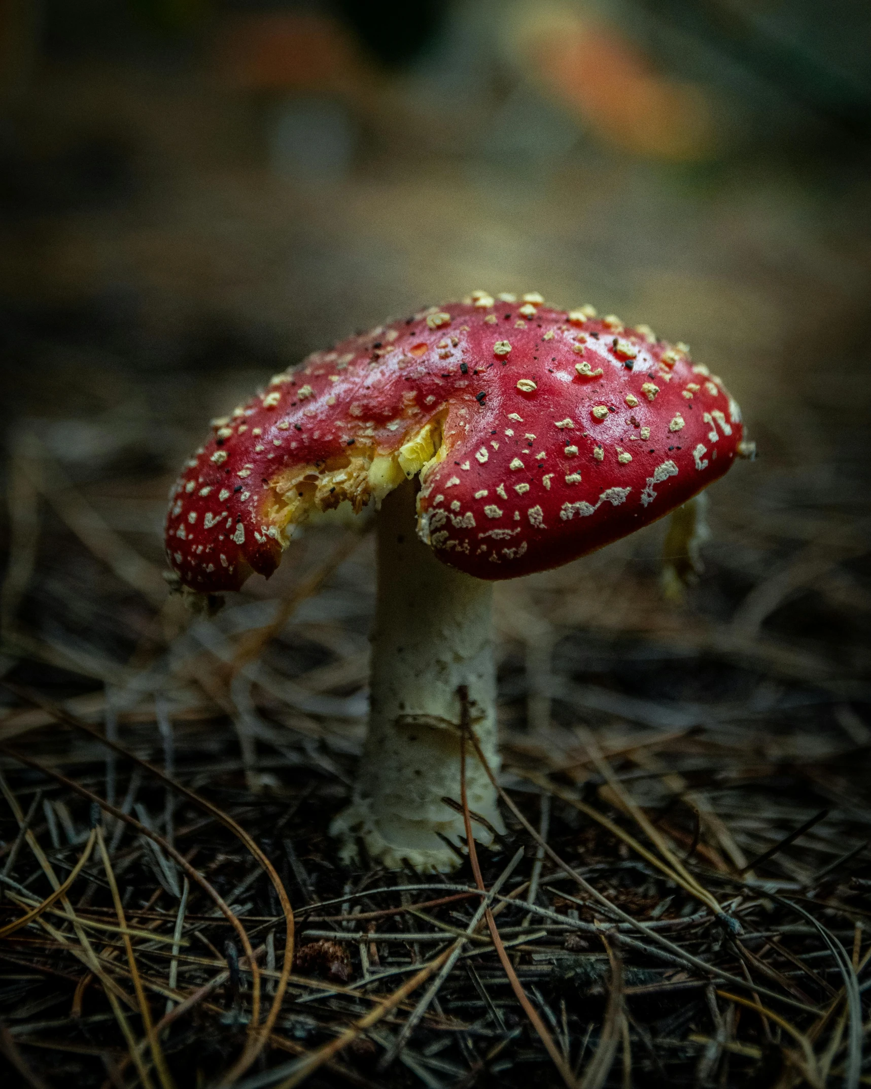 a red and white mushroom that is sitting in the forest