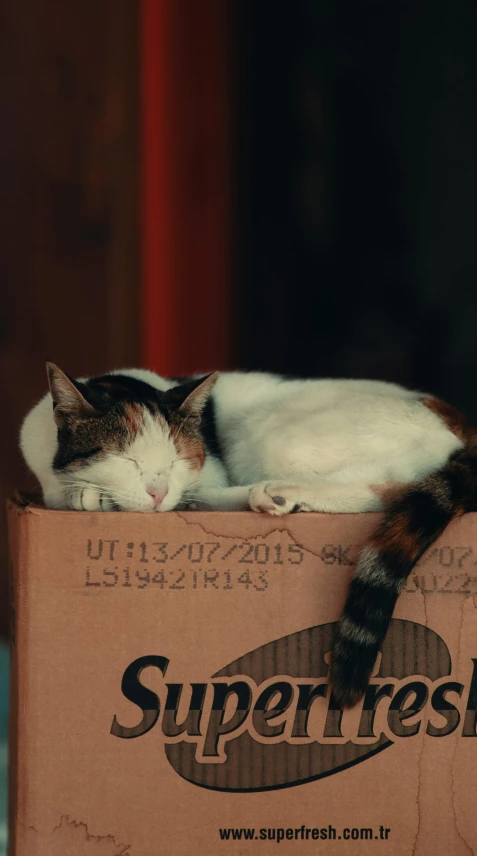 a cat lays on top of a cardboard box