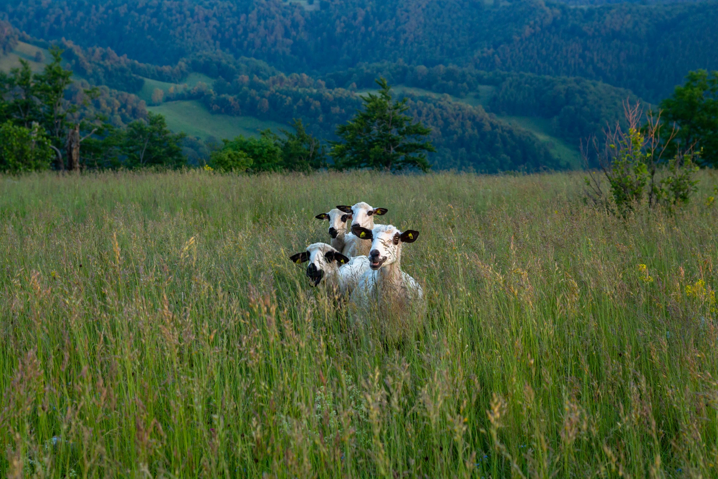 a couple of cows walking through a grassy field