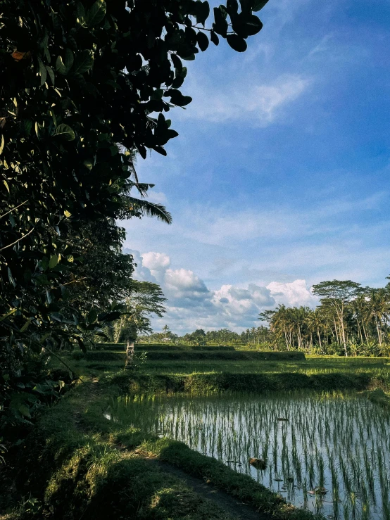 a plowed field has been designed with tall trees and water