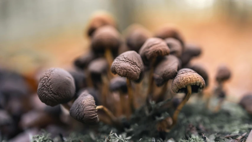 an array of mushrooms are growing from the moss