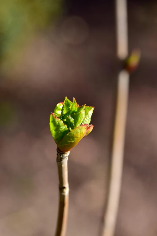 a closeup of a green flower bud in the sunshine