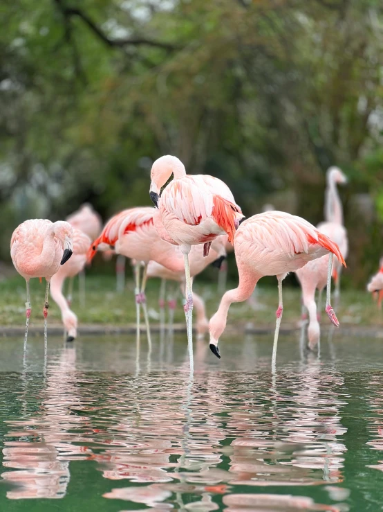 a group of flamingos standing around in the water