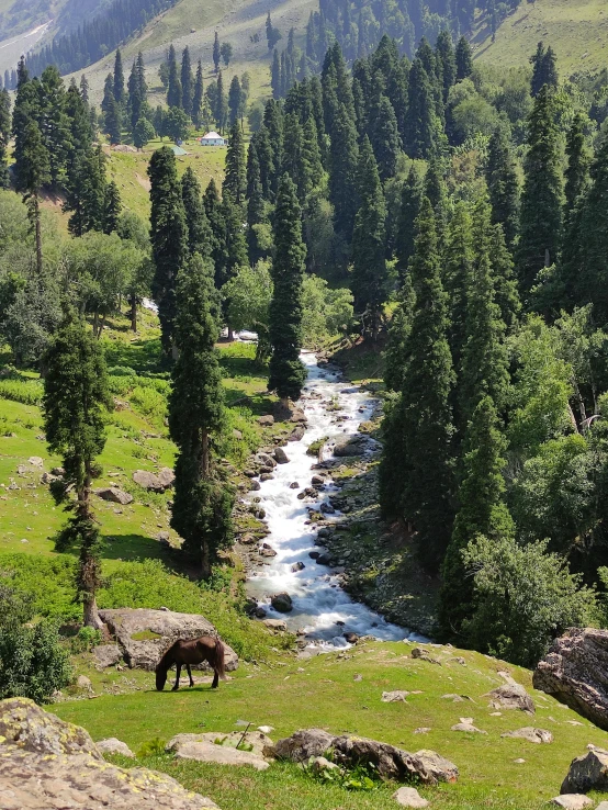 horse in a mountain valley with river between trees