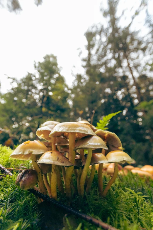 a group of mushrooms that are growing on the side of a forest