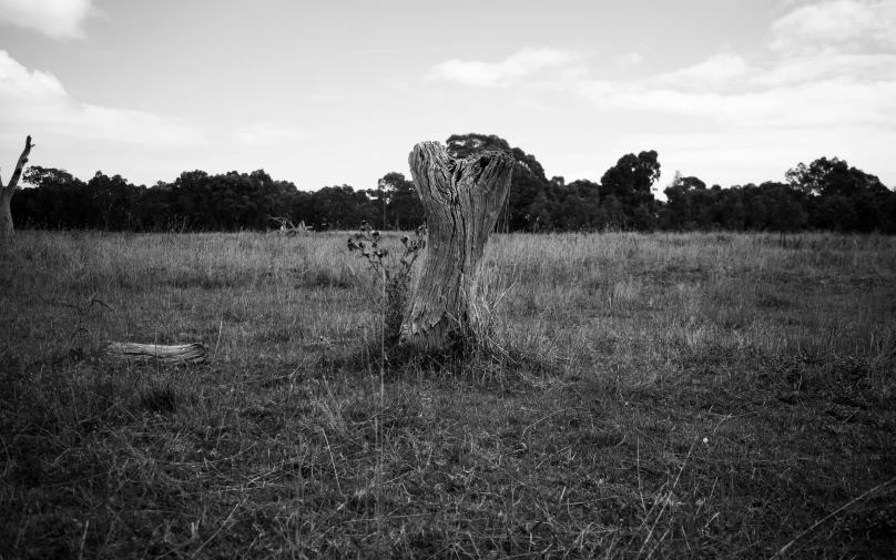 two giraffes walking in tall grass near trees