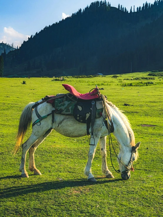 a horse eats grass in the middle of a field