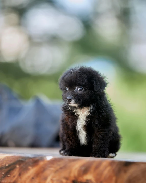 a small dog standing on top of a wooden table