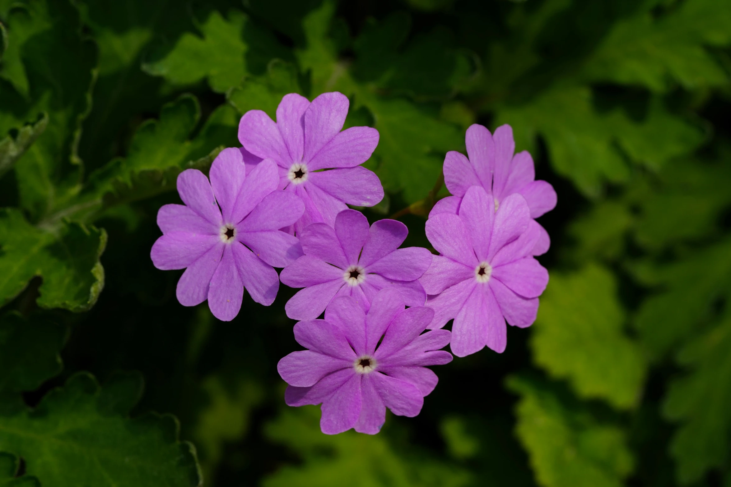 three purple flowers are growing among some green leaves