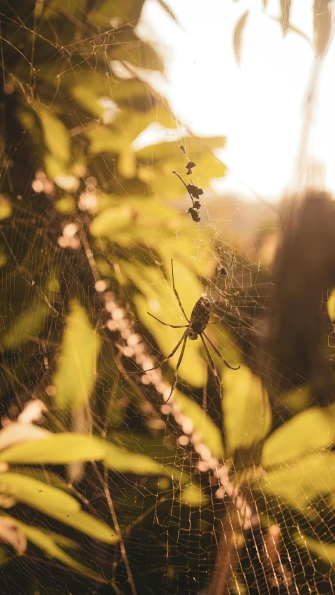 a large spider sitting in the center of some vegetation