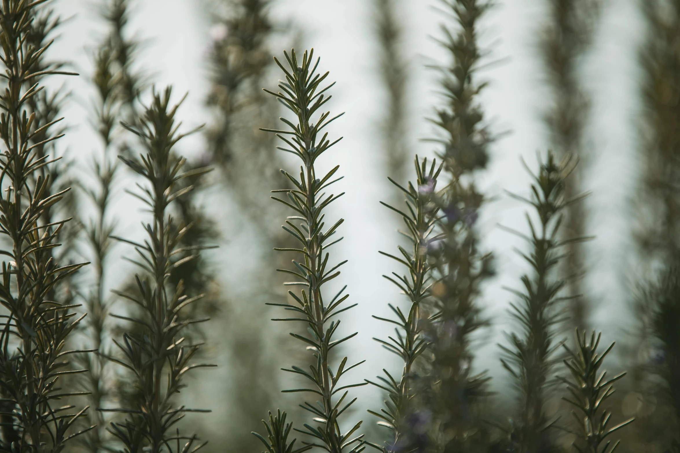 blurry green plants with purple flowers on them