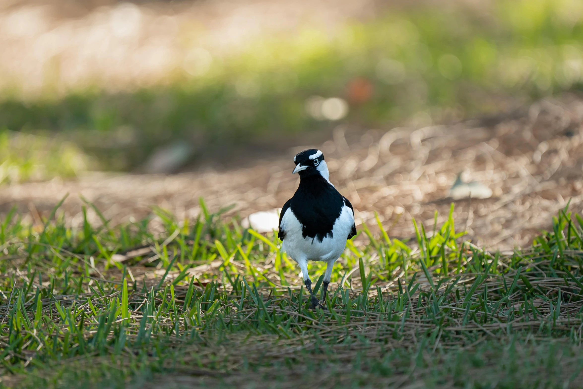 a bird stands on grass and stares off