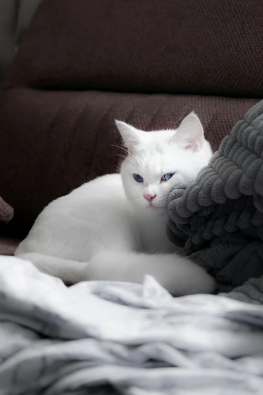 white cat laying on chair in dimly lit room
