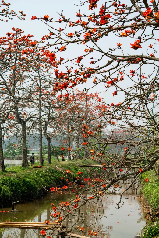 trees covered with red flowered nches by water