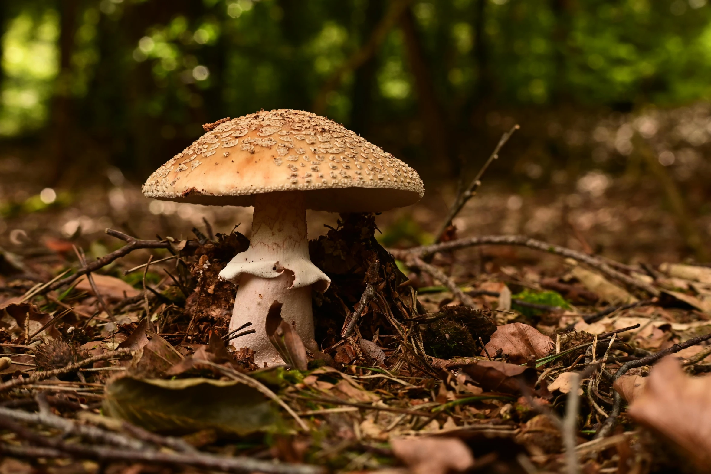 a close up of a mushroom in the woods