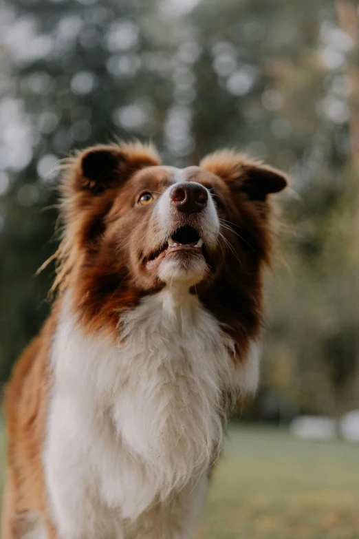 the dog is looking to the side on the grass