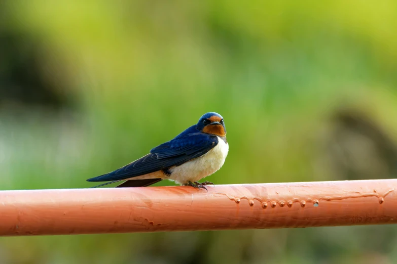 the small bird is perched on top of the rail