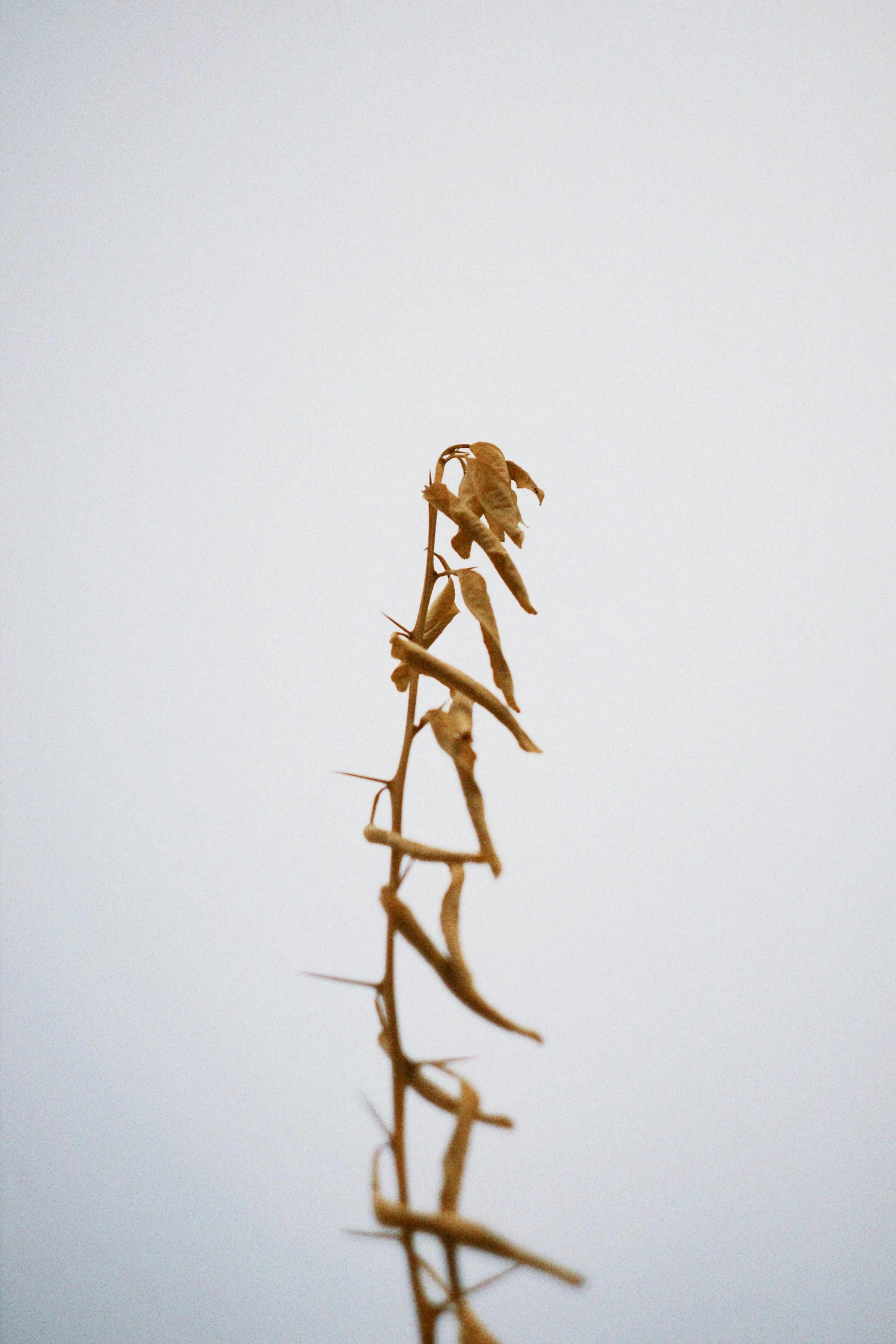 a pole with vines on it against a blue sky