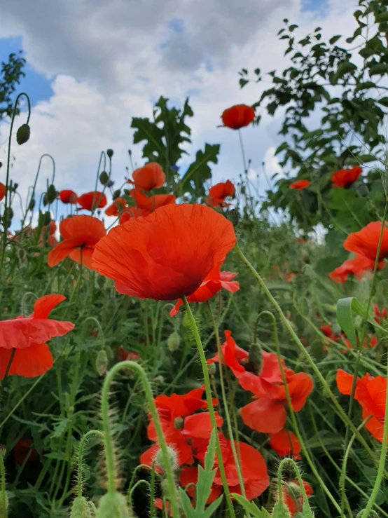 a field with some red flowers on the ground