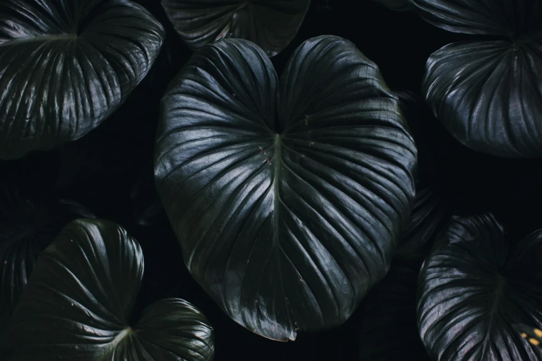 group of leaves surrounding each other on black