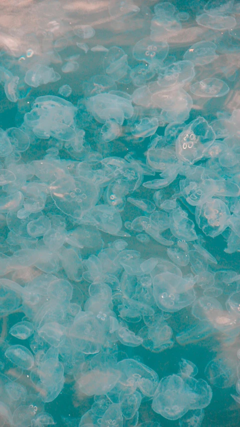 a bunch of jellyfish in the water