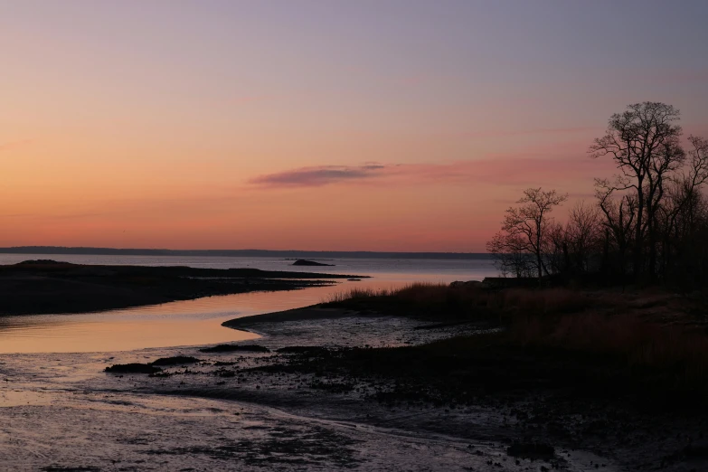 a body of water with a bunch of plants on the shore