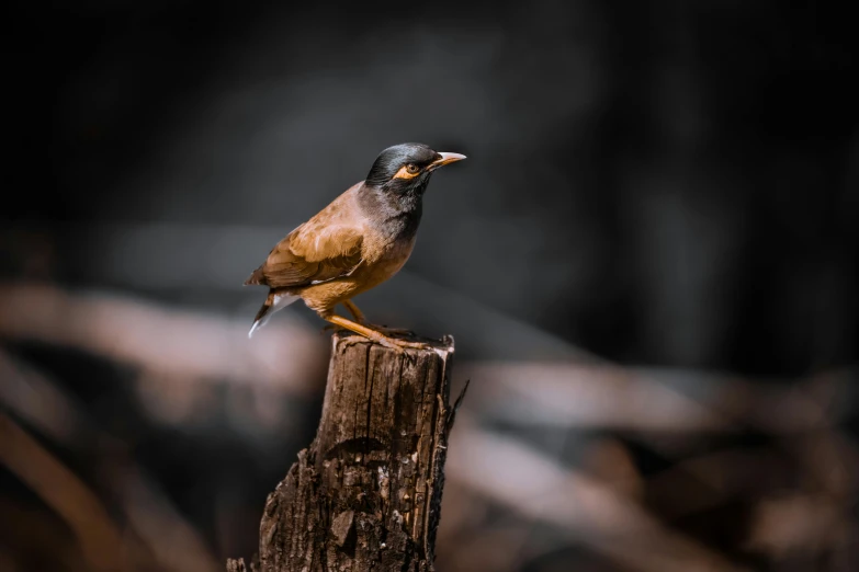 a bird is perched on top of a wooden post