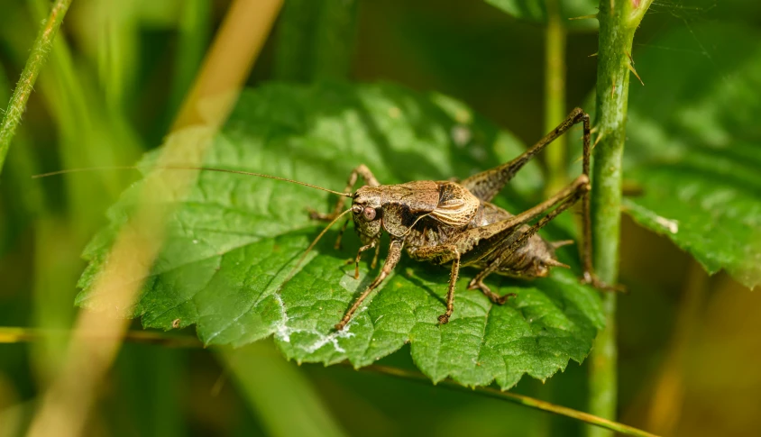 a insect is standing on top of the leaves