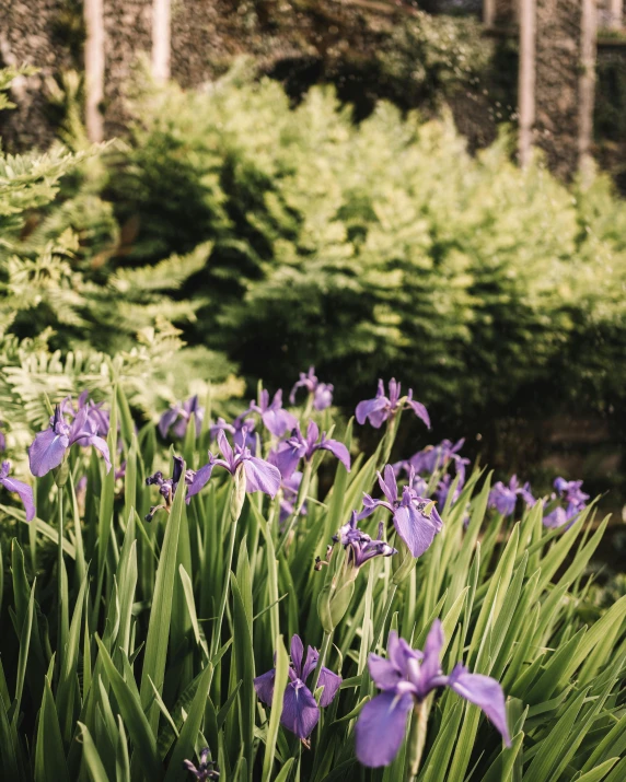 purple irises bloom in the middle of the forest