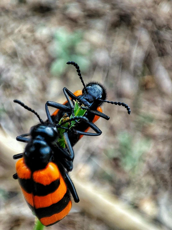 some very pretty bugs with small flowers on them