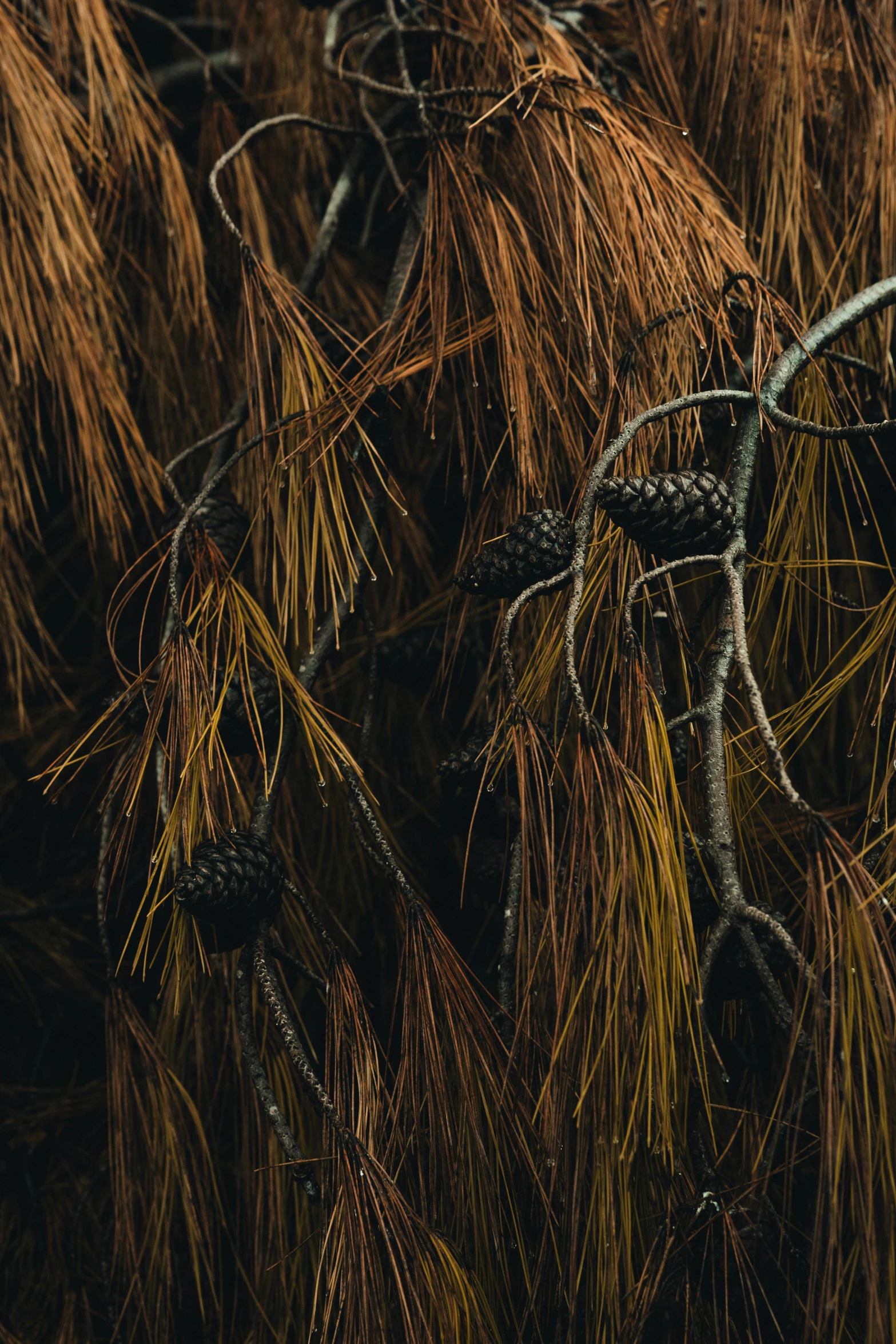 an animal standing in the middle of some grass