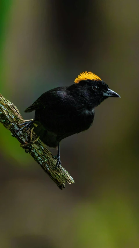 a bird is sitting on a nch with yellow patches