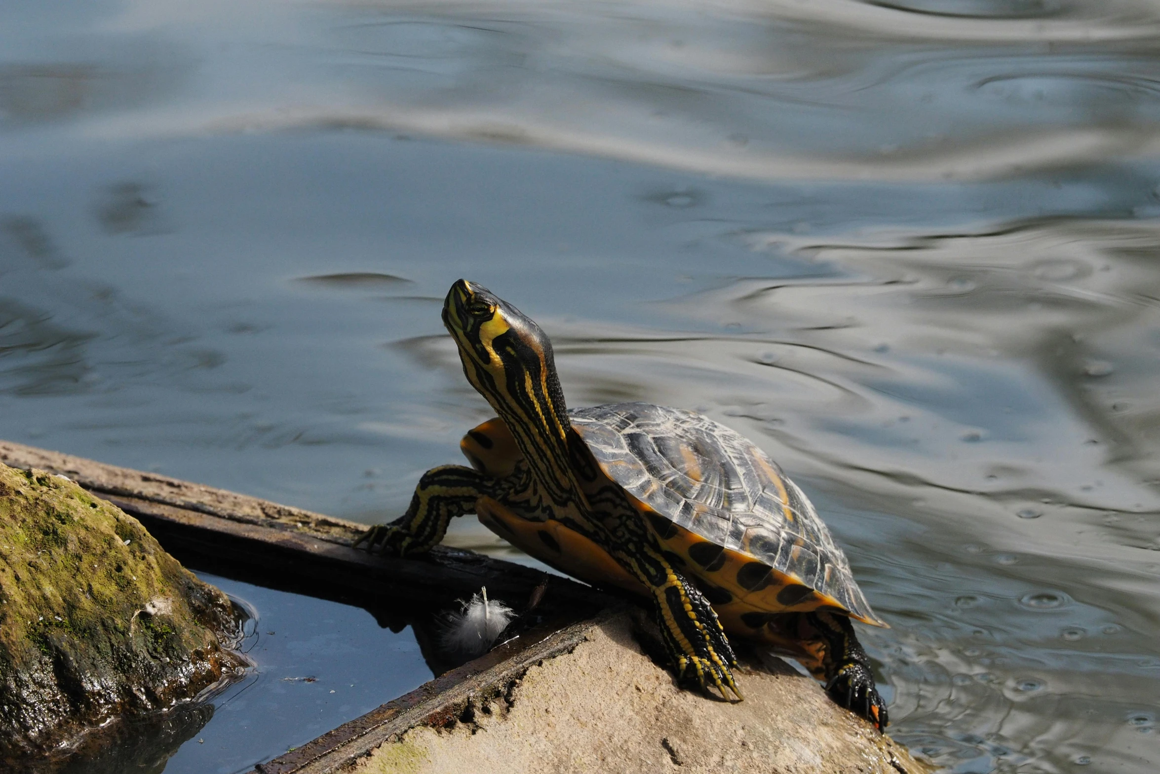 a turtle in the water on a piece of stone